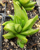 Haworthia scabra var. starkiana - SMG Succulents