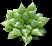 Haworthia sessiflora* - SMG Succulents