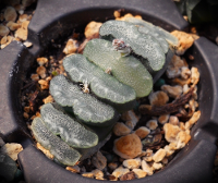 Haworthia truncata - SMG Succulents