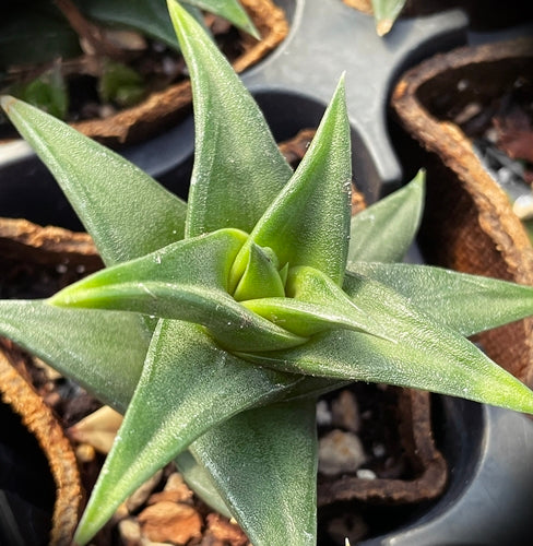 Haworthiopsis viscosa (Humansdorp)