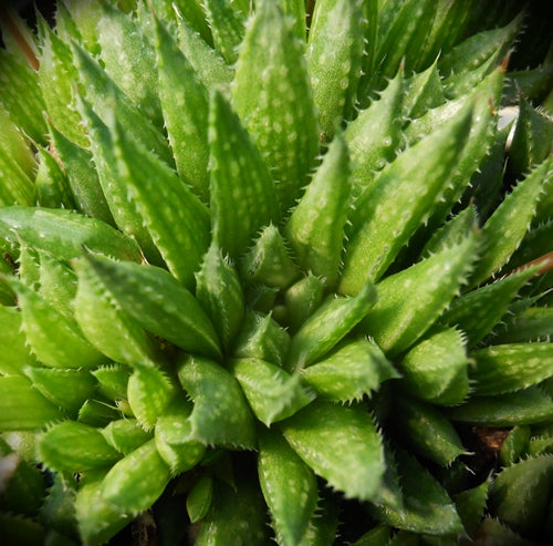 Haworthia vlockii