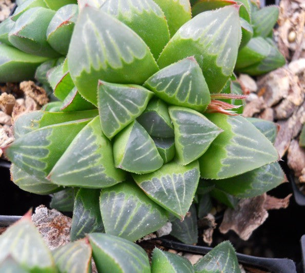 Haworthia mutica var. mutica - SMG Succulents