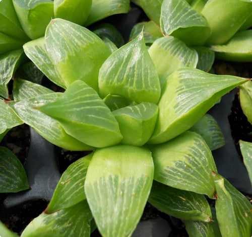 Haworthia retusa fa geraldii* - SMG Succulents